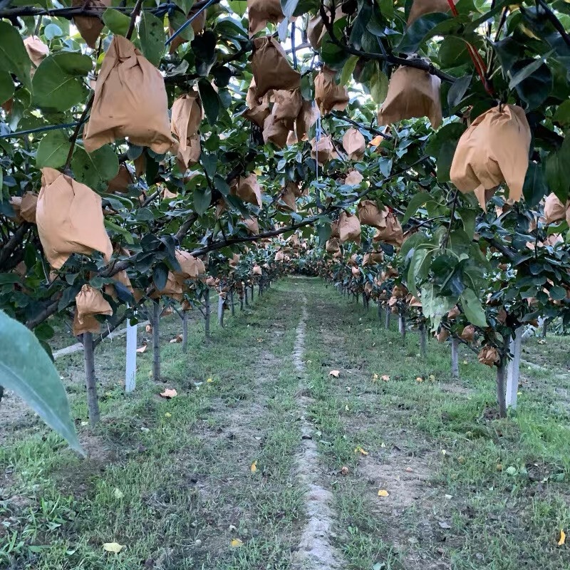 精品秋月梨，河北秋月梨大量现货现摘现发，全国供应