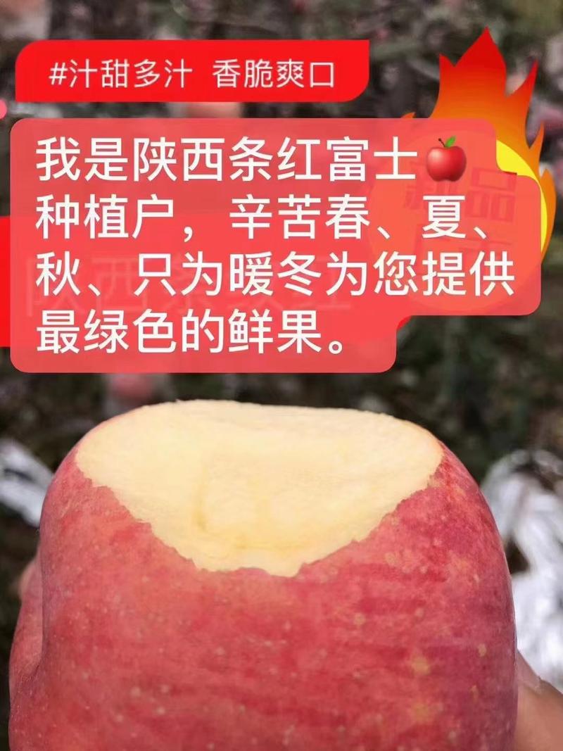 陕西韩城红富士苹果，个大色美，口感好，欢迎来电咨询