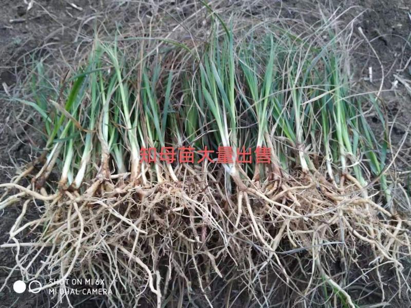 知母苗.优质知母苗子.货源充足成活率高基地直发