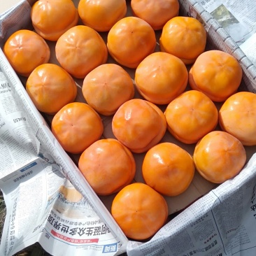 磨盘柿
