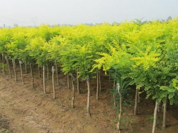 图片说明:展示15公分国槐种植在城市主干道两侧,形成整齐美观的绿化带,背景为现代城市建筑 15公分国槐在城市街道绿化中的实际应用