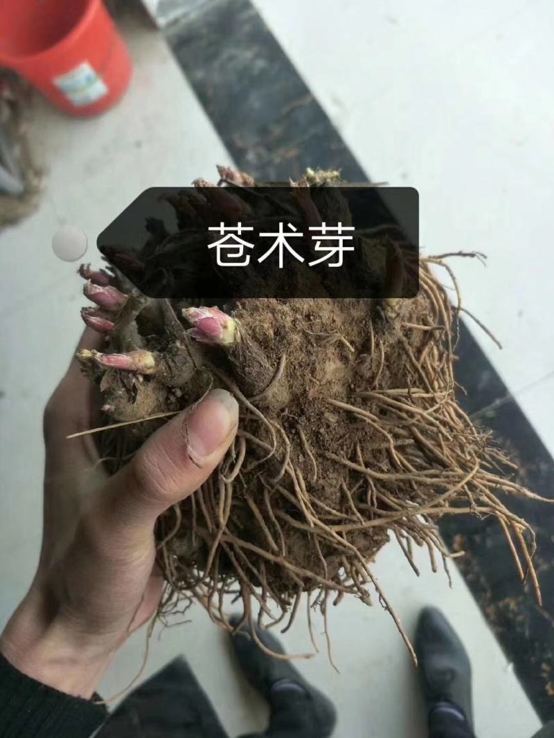 改良白术芽子.优质白术苗.白术苗基地直发
