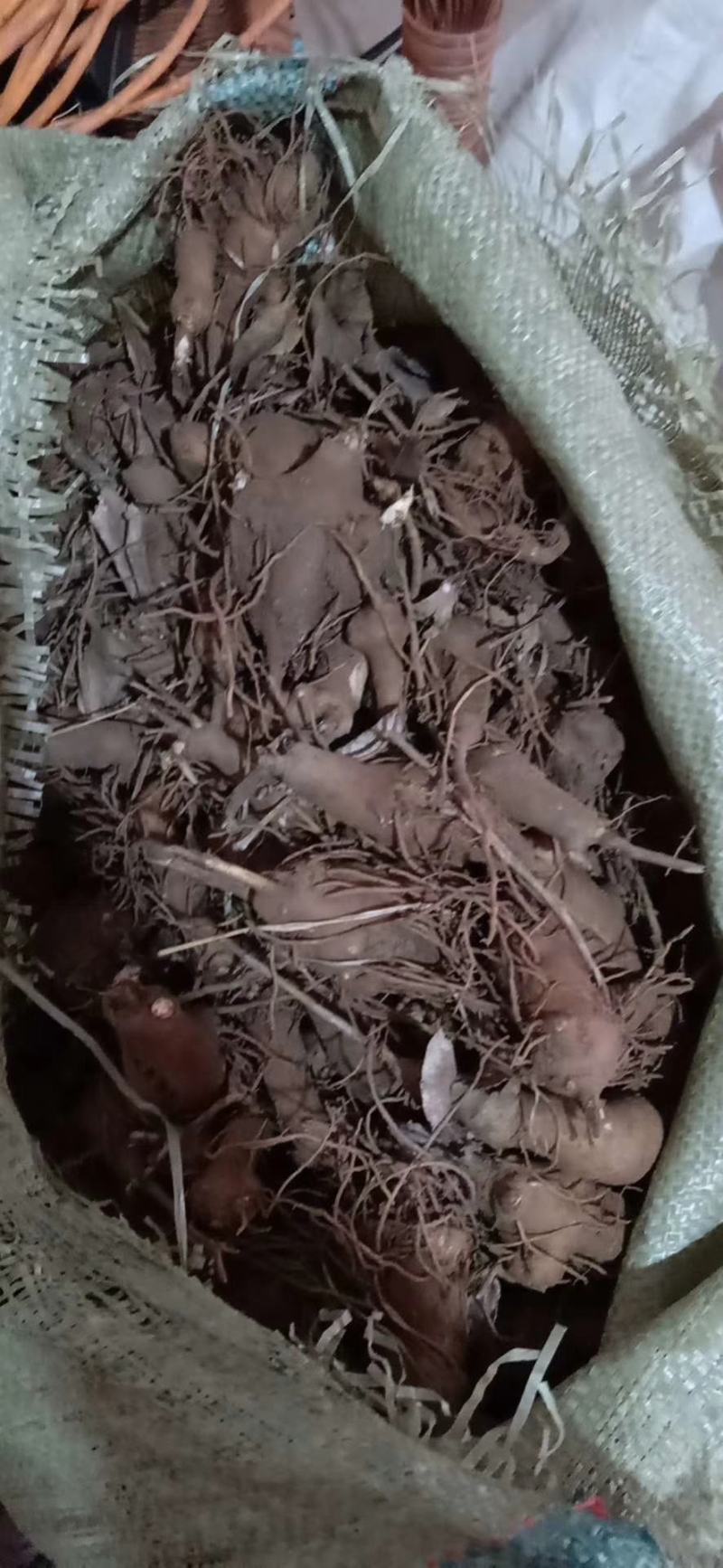 改良白术芽子.优质白术苗.白术苗基地直发