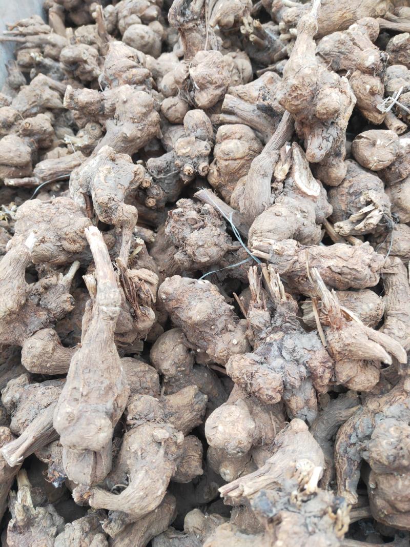 改良白术芽子.优质白术苗.白术苗基地直发