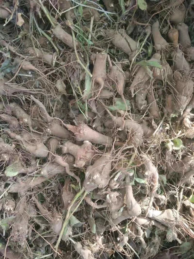 改良白术芽子.优质白术苗.白术苗基地直发