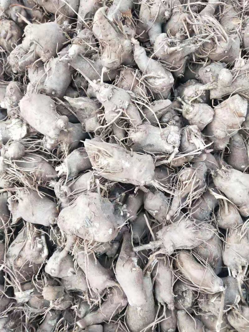 改良白术芽子.优质白术苗.白术苗基地直发