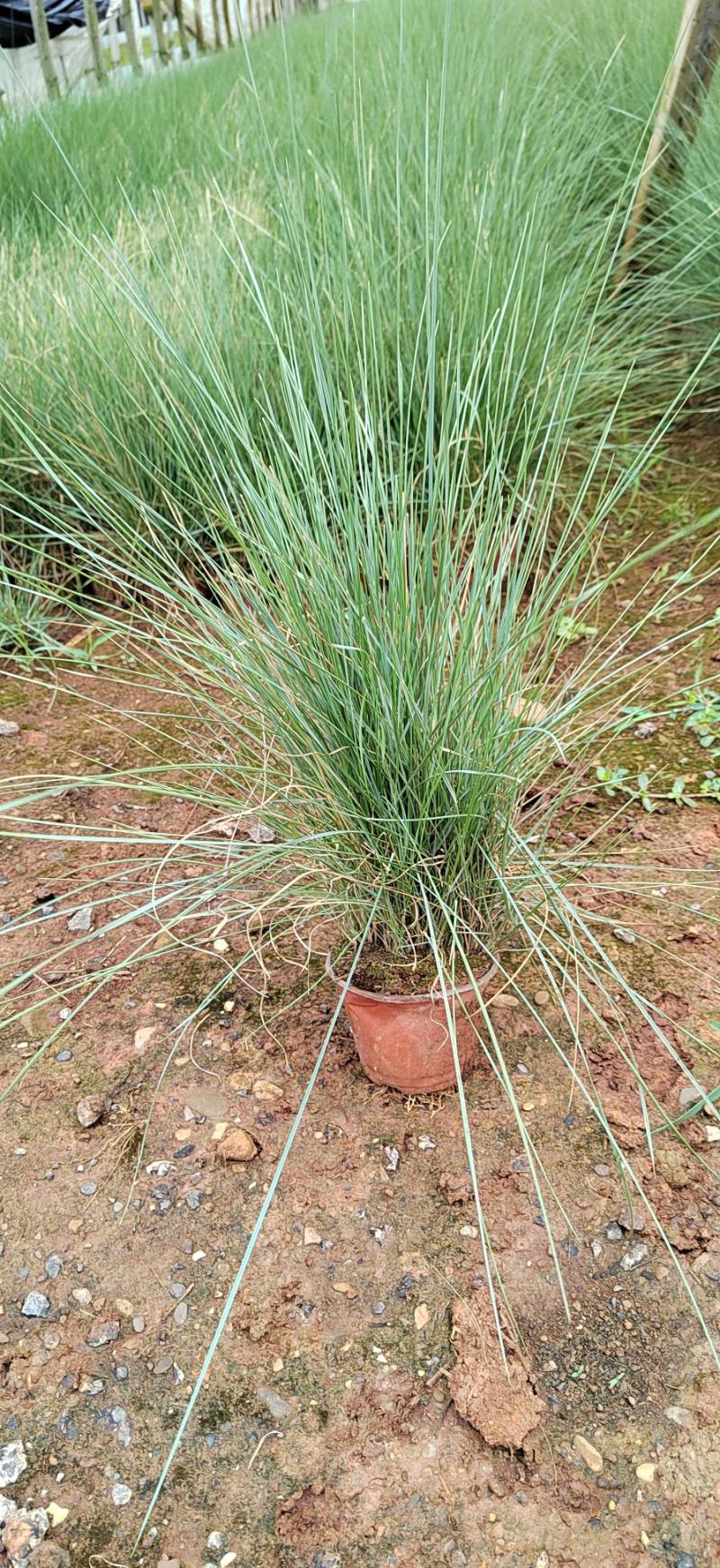 粉黛乱子草高度40cm，昆明苗木基地批发价格