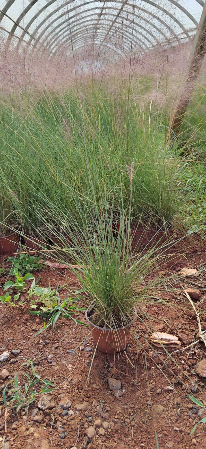 粉黛乱子草高度40cm，昆明苗木基地批发价格