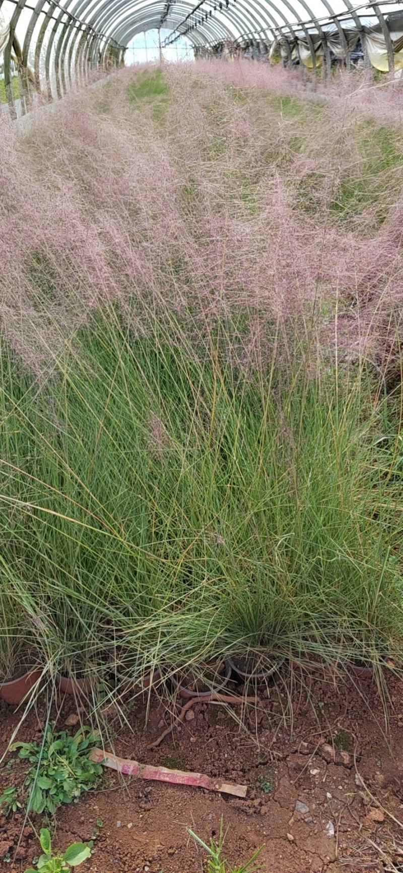 粉黛乱子草高度40cm，昆明苗木基地批发价格