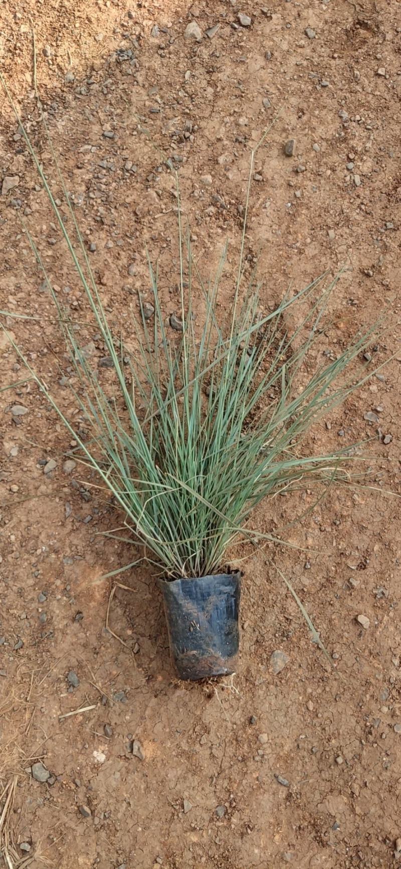 粉黛乱子草高度40cm，昆明苗木基地批发价格