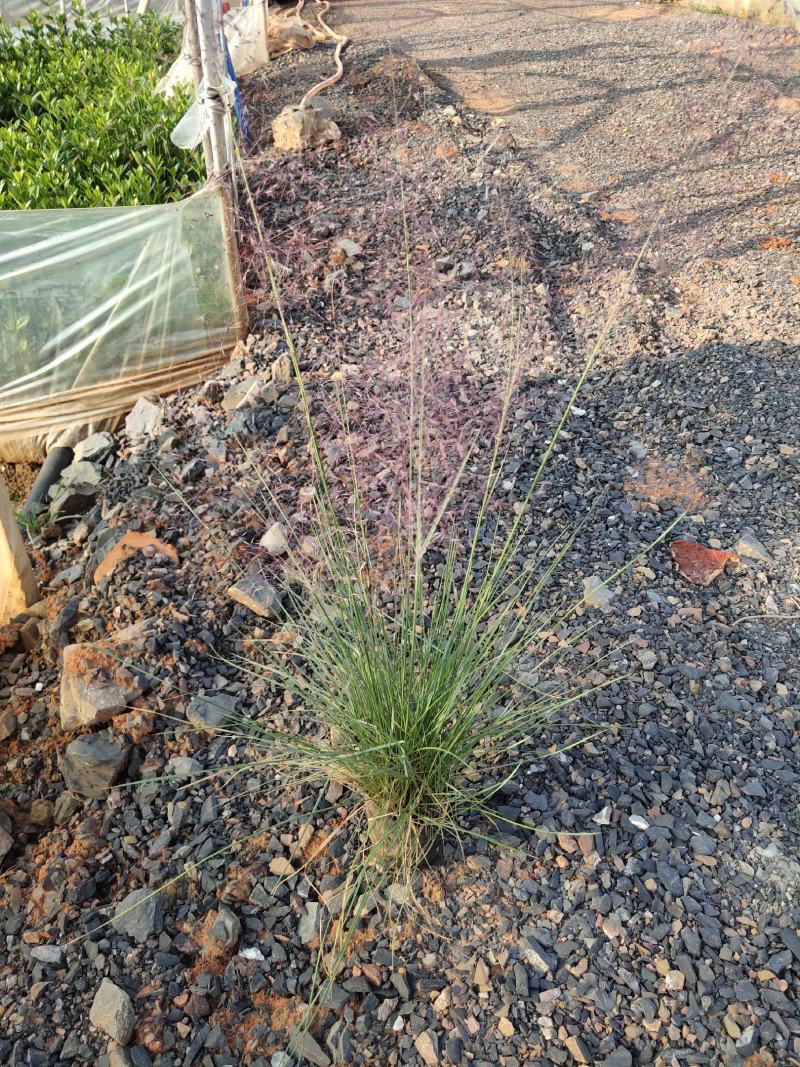 粉黛乱子草高度40cm，昆明苗木基地批发价格