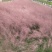 粉黛乱子草高度40cm，昆明苗木基地批发价格