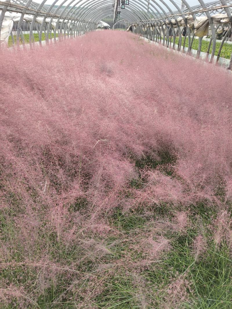 粉黛乱子草高度40cm，昆明苗木基地批发价格