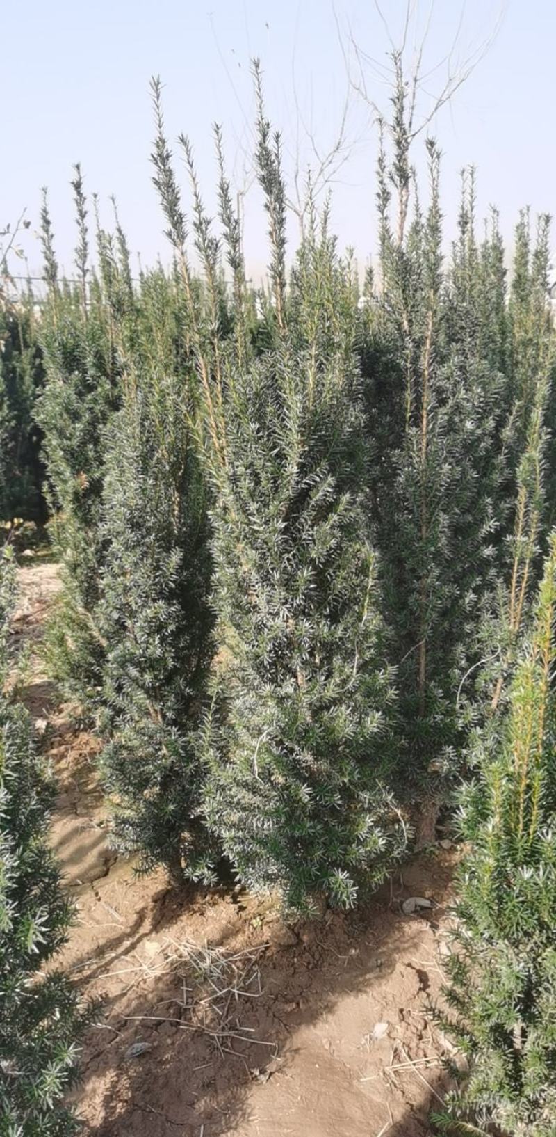 红豆杉，1.8米左右高，净化空气，山东基地直销。