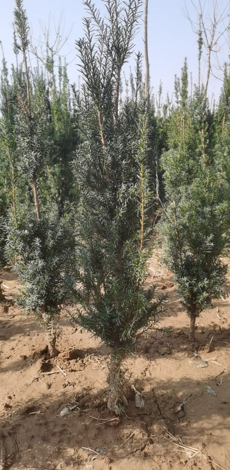 红豆杉，1.8米左右高，净化空气，山东基地直销。