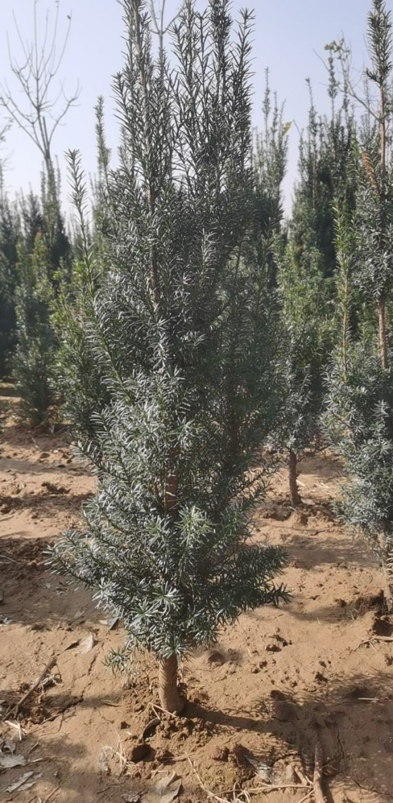 红豆杉，1.8米左右高，净化空气，山东基地直销。