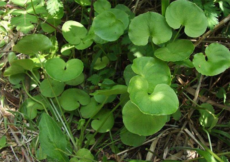 多年生匍匐草坪种子马蹄金种子四季常青耐寒耐旱耐践踏种籽