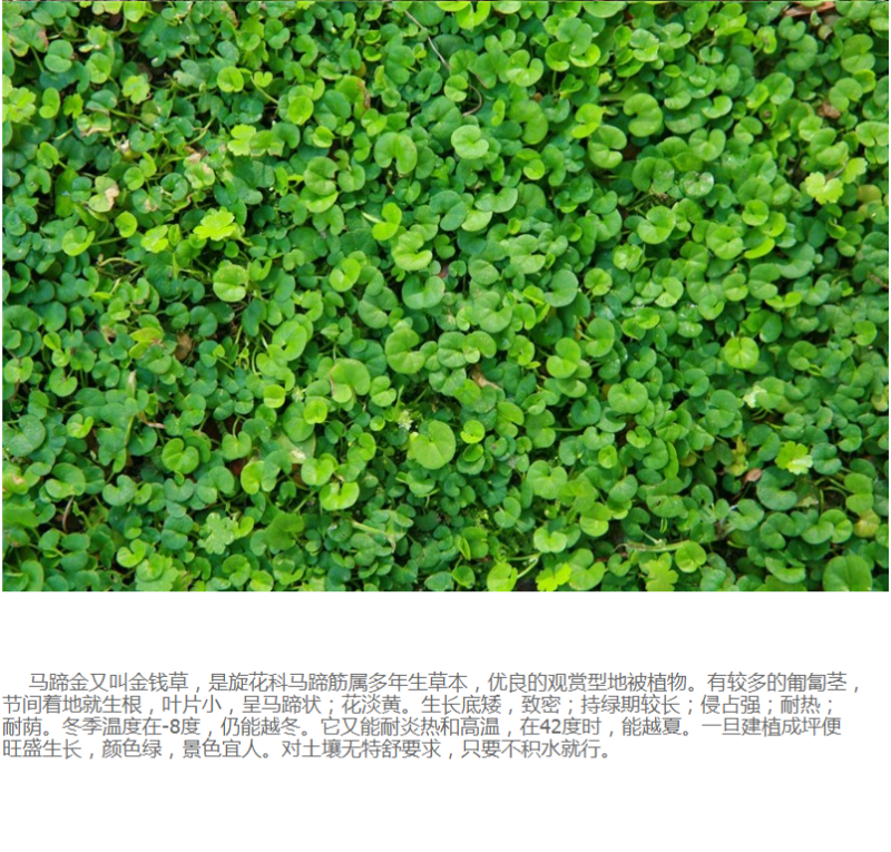 多年生匍匐草坪种子马蹄金种子四季常青耐寒耐旱耐践踏种籽