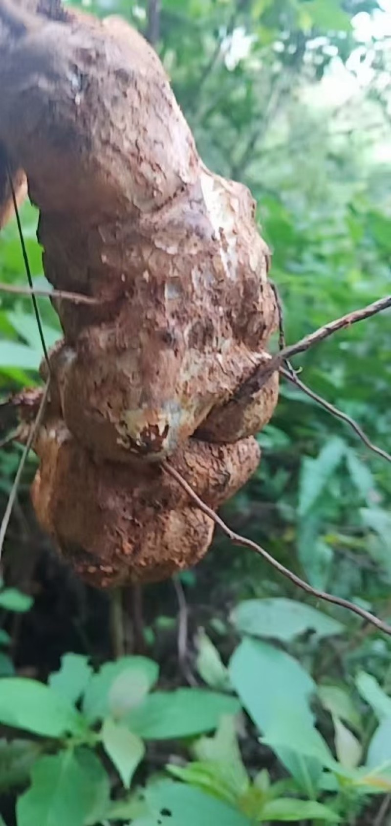 广东土特产：野生土茯苓，生鲜整根，现挖现发，生鲜统货包邮