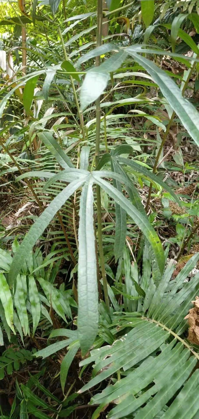 广东土特产：野生土茯苓，生鲜整根，现挖现发，生鲜统货包邮