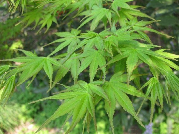 五角槭的掌状五裂叶片特写,清晰展示叶脉与叶缘锯齿 五角槭叶片特写