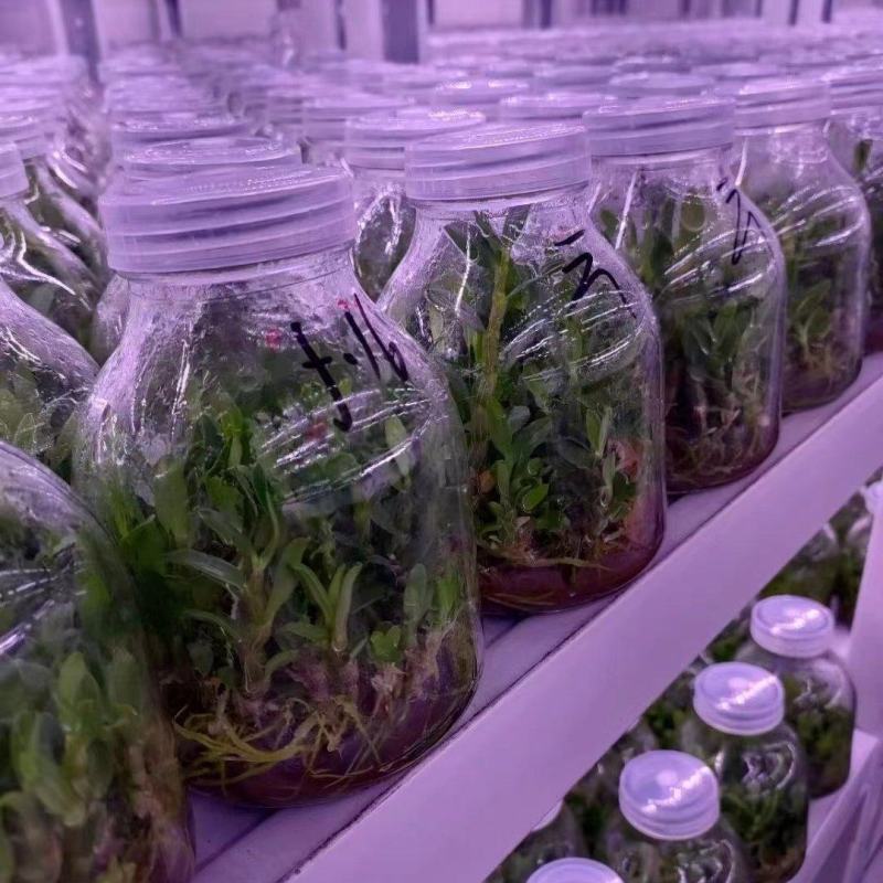 铁皮石斛苗花卉盆栽绿植石斛苗3年生花种苗仿野生可种植食