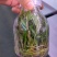 铁皮石斛苗花卉盆栽绿植石斛苗3年生花种苗仿野生可种植食
