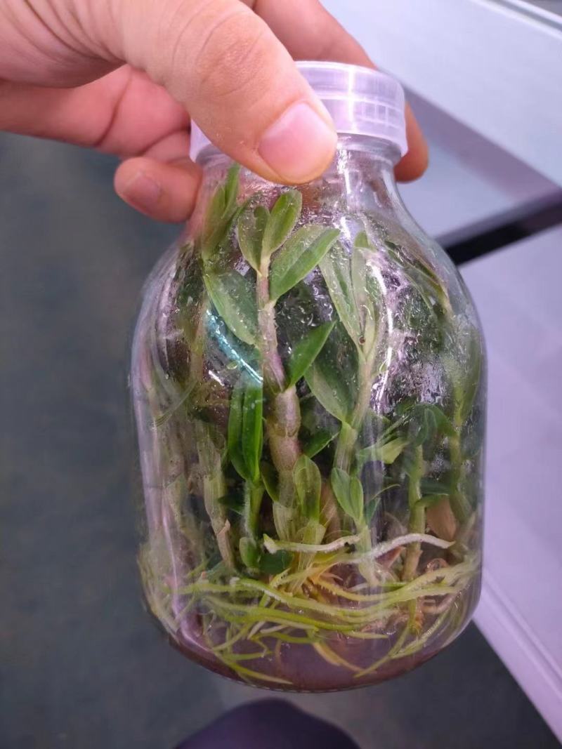 铁皮石斛苗花卉盆栽绿植石斛苗3年生花种苗仿野生可种植食