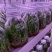 铁皮石斛苗花卉盆栽绿植石斛苗3年生花种苗仿野生可种植食