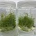 铁皮石斛苗花卉盆栽绿植石斛苗3年生花种苗仿野生可种植食