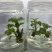 铁皮石斛苗花卉盆栽绿植石斛苗3年生花种苗仿野生可种植食