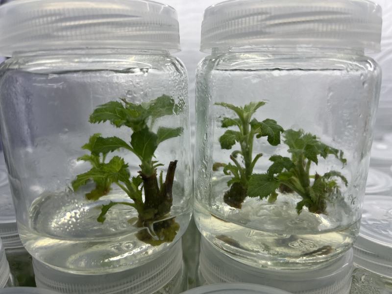 铁皮石斛苗花卉盆栽绿植石斛苗3年生花种苗仿野生可种植食