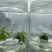 铁皮石斛苗花卉盆栽绿植石斛苗3年生花种苗仿野生可种植食