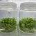 铁皮石斛苗花卉盆栽绿植石斛苗3年生花种苗仿野生可种植食