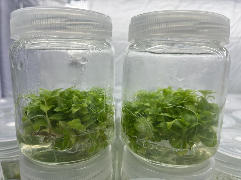 铁皮石斛苗花卉盆栽绿植石斛苗3年生花种苗仿野生可种植食