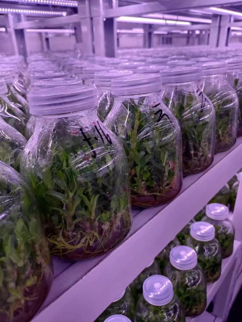 铁皮石斛苗花卉盆栽绿植石斛苗3年生花种苗仿野生可种植食