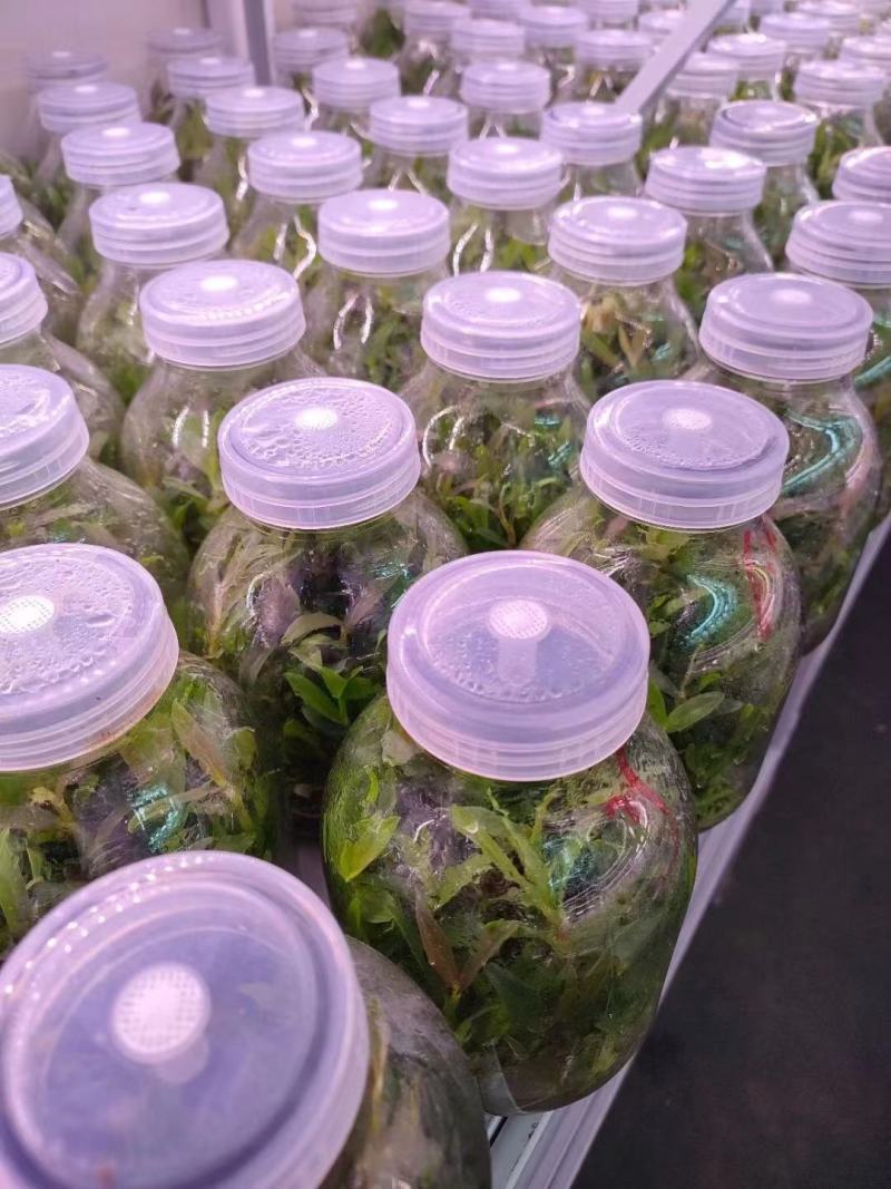 铁皮石斛苗花卉盆栽绿植石斛苗3年生花种苗仿野生可种植食