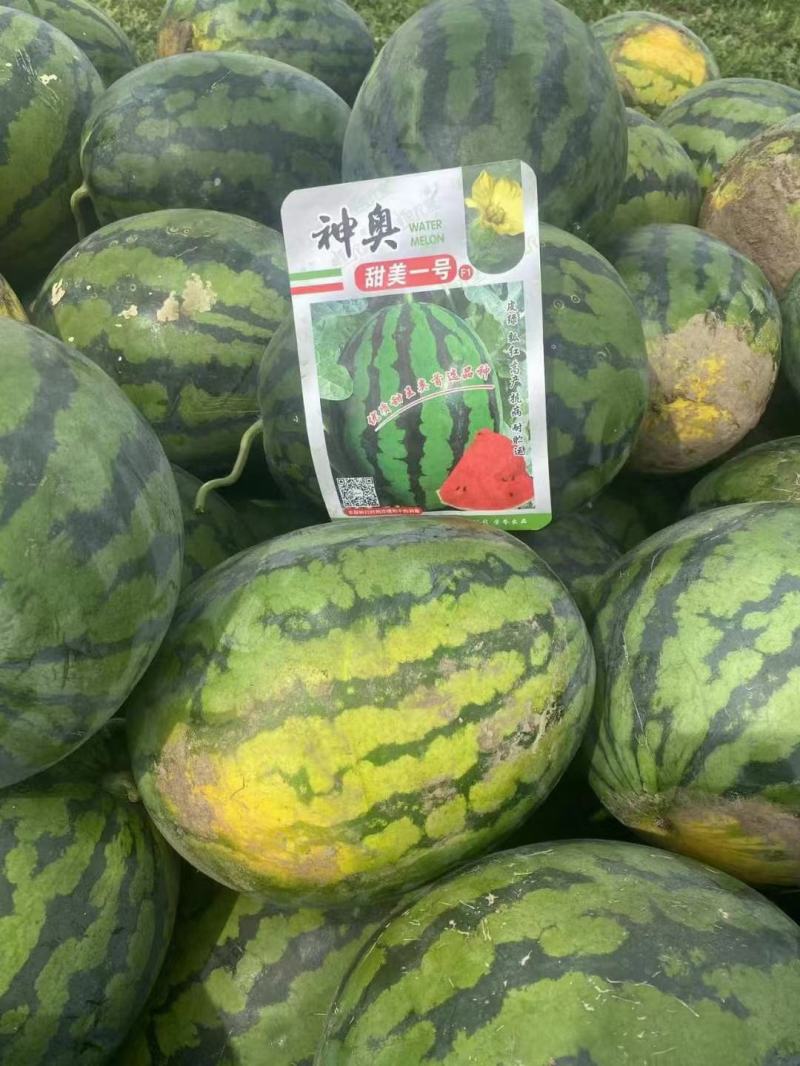 神奥甜美一号西瓜种子甜王西瓜种子耐湿热耐裂果口感好产量高