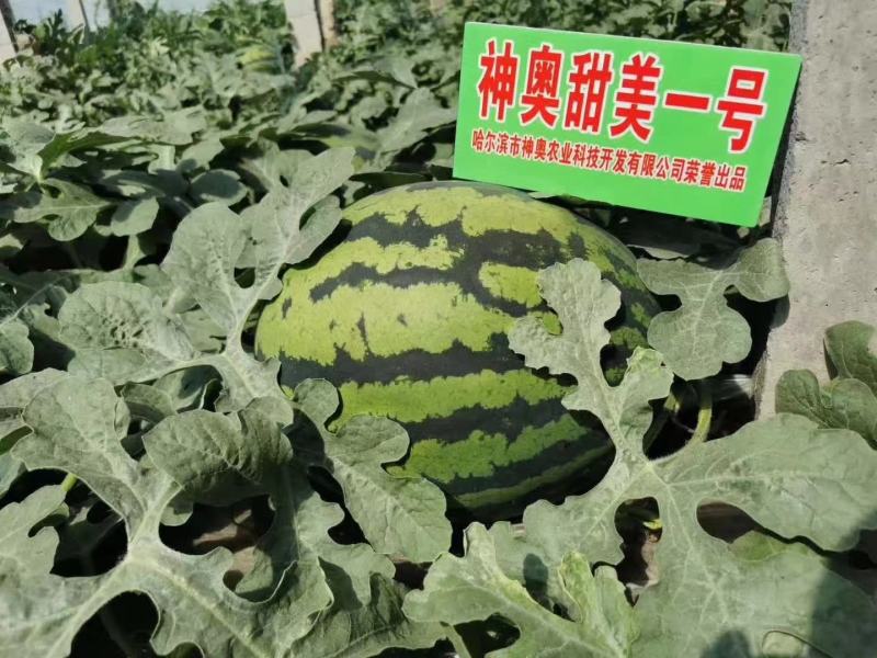 神奥甜美一号西瓜种子甜王西瓜种子耐湿热耐裂果口感好产量高