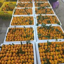 【推荐】广西南丰蜜橘，量大从优，全国，欢迎来电咨询