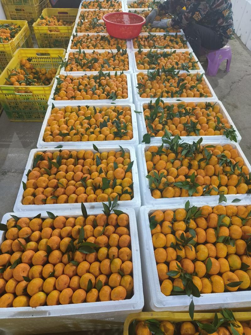 【推荐】广西南丰蜜橘，量大从优，全国代发，欢迎来电咨询