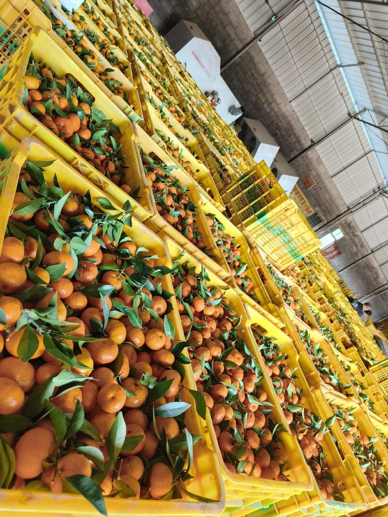 【推荐】广西南丰蜜橘，量大从优，全国代发，欢迎来电咨询
