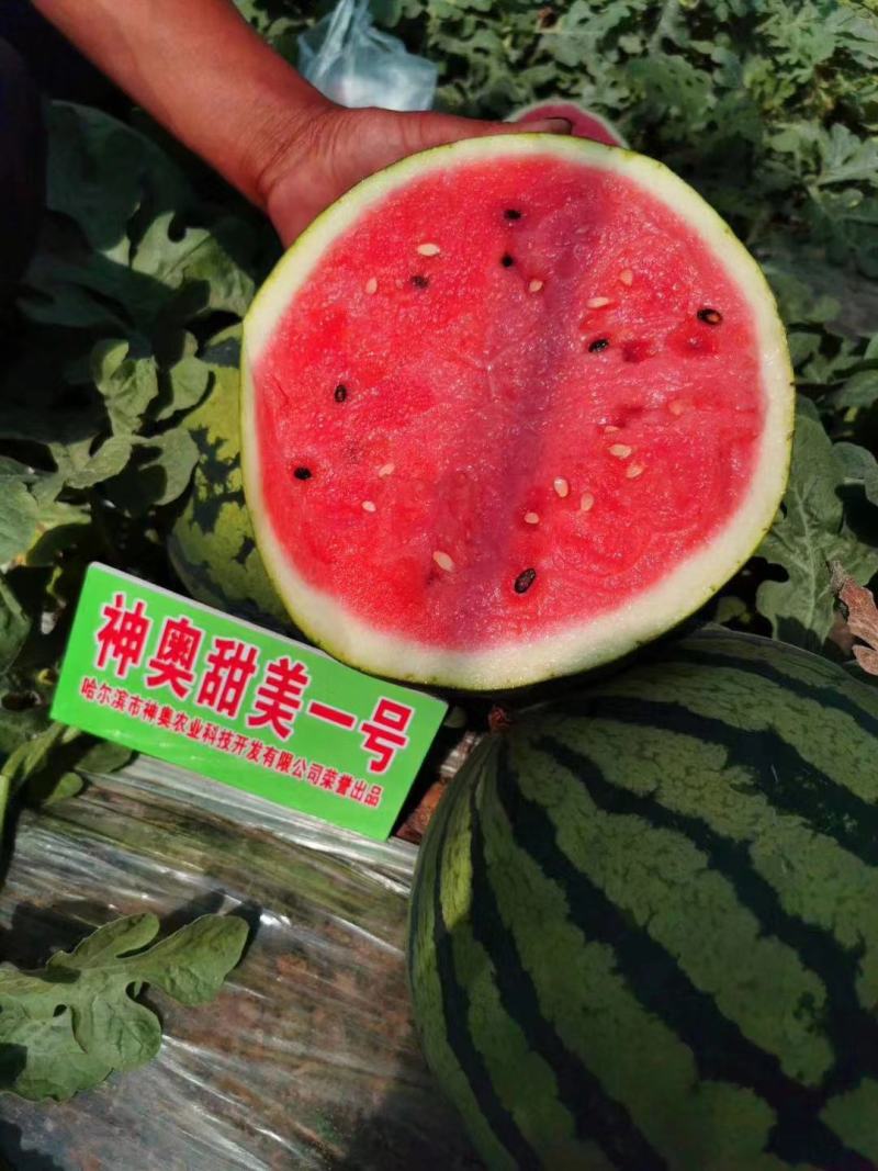 神奥甜美一号西瓜种子甜王西瓜种子耐湿热耐裂果口感好产量高
