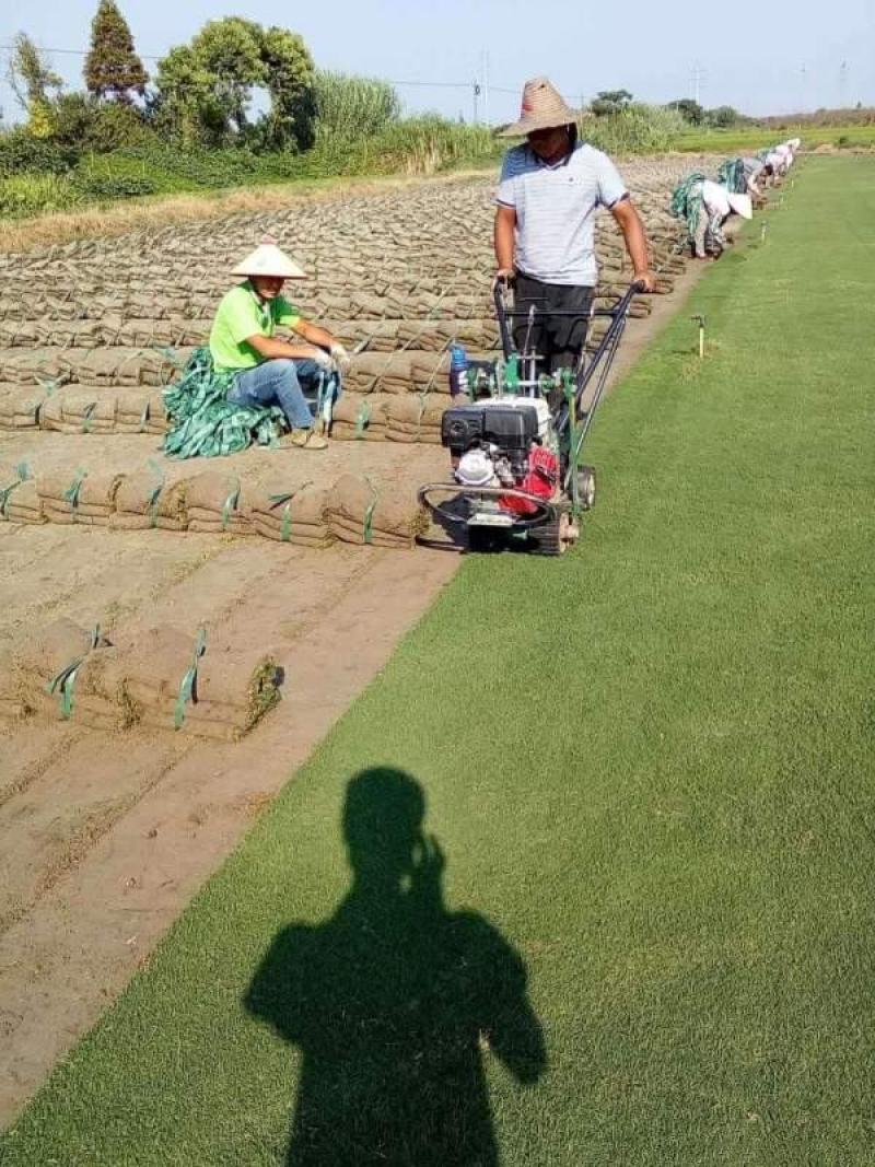 马尼拉草坪