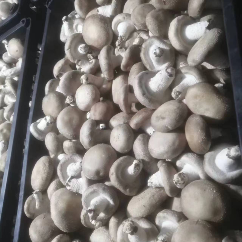 精品白菇