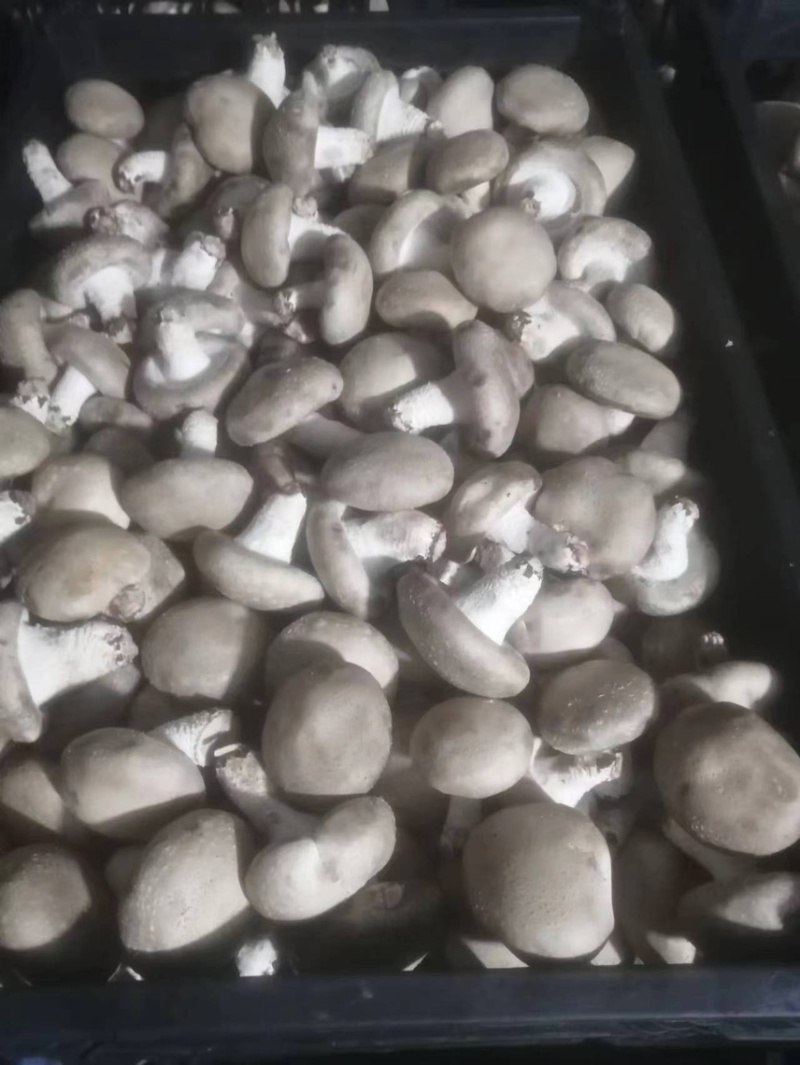 精品白菇