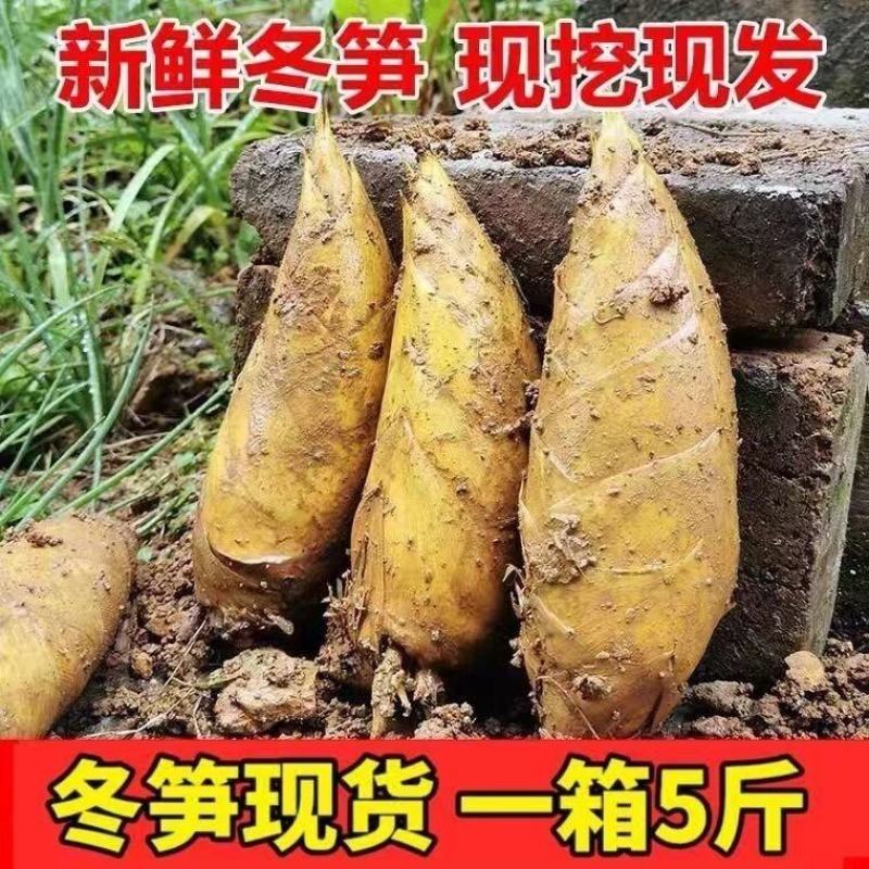 炎陵深山湖南株洲炎陵罗霄山脉冬笋现挖现发每天下山新鲜冬笋