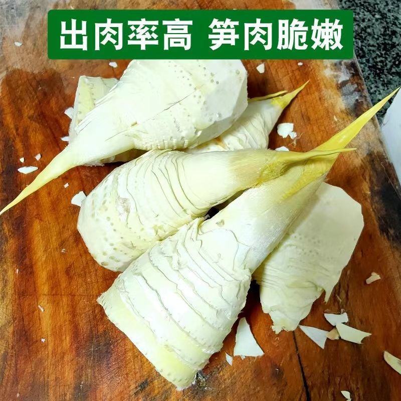 炎陵深山湖南株洲炎陵罗霄山脉冬笋现挖现发每天下山新鲜冬笋
