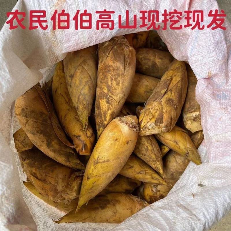 炎陵深山湖南株洲炎陵罗霄山脉冬笋现挖现发每天下山新鲜冬笋