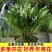 铃兰花苗带芽浓香型年宵花卉绿植阳台室内多年生耐寒植物四季